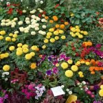 7 special people who should receive flowers from you every year
