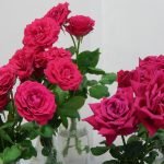 8 of the most romantic flowers and their significance